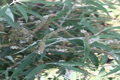 Buddleja paniculata